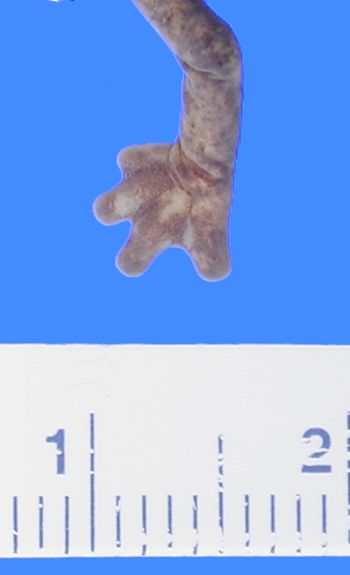 Media type: image; Herpetology A-49046